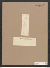 Navicula dariana A.S. (de-Toni-Nr.: Genus 1, Species 23) Zeichnungen Sammlung Grunow Nr. 60 (NHMW-BOT-W0366253)
